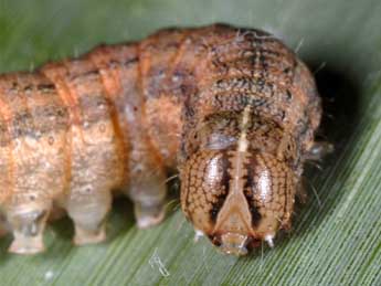  Chenille de Leucania loreyi Dup. - �Wolfgang Wagner, www.pyrgus.de