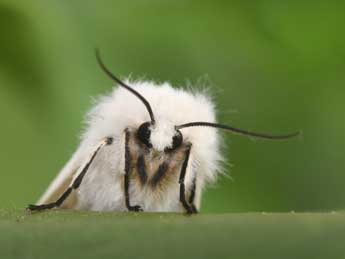 Spilosoma lubricipeda L. adulte - �Philippe Mothiron