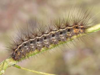  Chenille de Spilosoma lubricipeda L. - �Philippe Mothiron