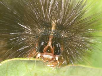  Chenille de Spilosoma lubricipeda L. - �Philippe Mothiron