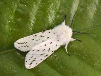 Spilosoma lubricipeda L. adulte - �Philippe Mothiron