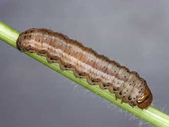  Chenille de Amphipoea lucens Frr - �Kimmo Silvonen