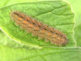  Chenille de Hamearis lucina L. - �Philippe Mothiron