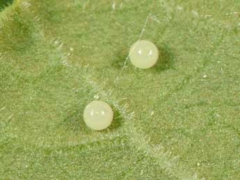  Oeuf de Hamearis lucina L. - �Philippe Mothiron