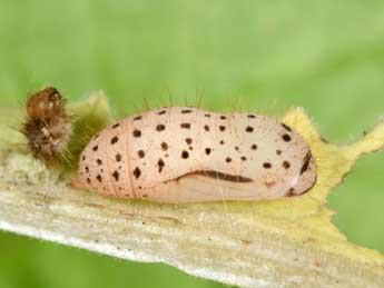  Chrysalide de Hamearis lucina L. - �Philippe Mothiron