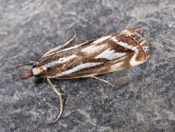 Catoptria luctiferella Hb. adulte - �Philippe Mothiron