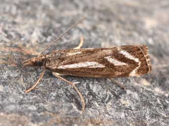 Catoptria luctiferella Hb. adulte - �Philippe Mothiron