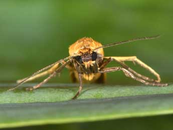 Indalia lutarella L. adulte - �Philippe Mothiron