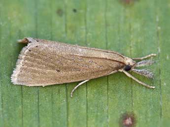 Chilo luteellus Motsch. adulte - �Lionel Taurand