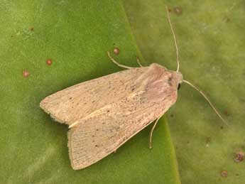 Rhizedra lutosa Hb. adulte - �Philippe Mothiron