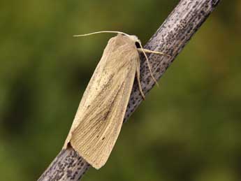 Rhizedra lutosa Hb. adulte - �Lionel Taurand