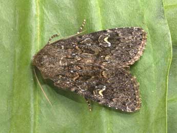 Apamea maillardi Gey. adulte - �Philippe Mothiron