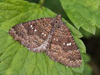 Larentia malvata Rbr adulte - �Lionel Taurand