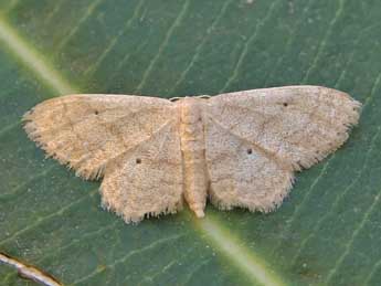 Idaea mancipiata Stgr adulte - �Lionel Taurand