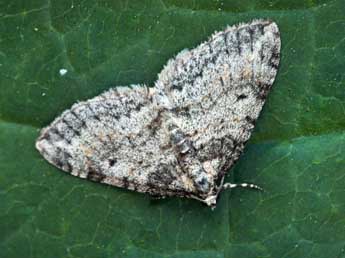 Solitanea mariae Stauder adulte - �Daniel Morel