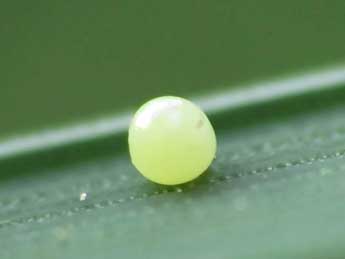  Oeuf de Lasiommata megera L. - �Thomas Huet