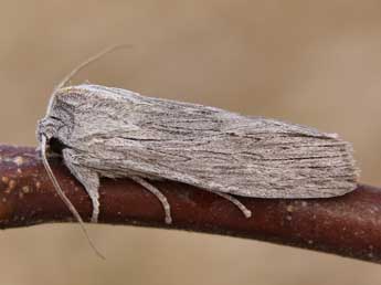 Lithophane merckii Rbr adulte - �Lionel Taurand