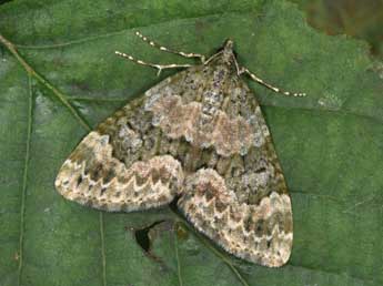 Chloroclysta miata L. adulte - �Philippe Mothiron