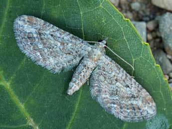 Eupithecia millefoliata R�ssl. adulte - �Daniel Morel