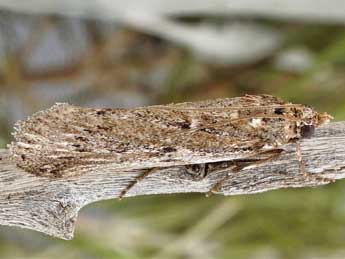 Tsaraphycis mimeticella Stgr adulte - �Friedmar Graf