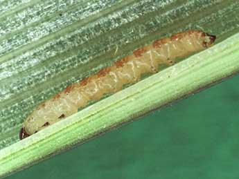  Chenille de Photedes minima Hw. - �Kimmo Silvonen