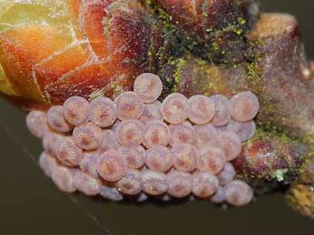  Oeuf de Orthosia miniosa D. & S. - �Sylvia Chevalier