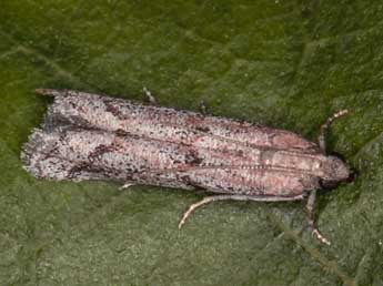 Ephestia mistralella Mill. adulte - �Ren� Celse