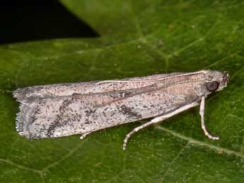 Ephestia mistralella Mill. adulte - �Ren� Celse