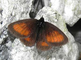 Erebia mnestra Hb. adulte - �Philippe Mothiron