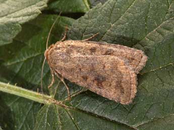 Caradrina morpheus Hfn. adulte - �Philippe Mothiron