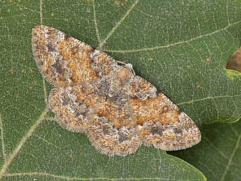 Charissa mucidaria Hb. adulte - �Lionel Taurand