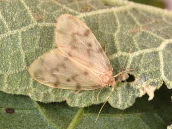 Nudaria mundana L. adulte - �Philippe Mothiron