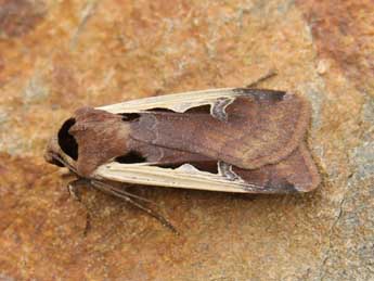 Dichagyris musiva Hb. adulte - �Lionel Taurand