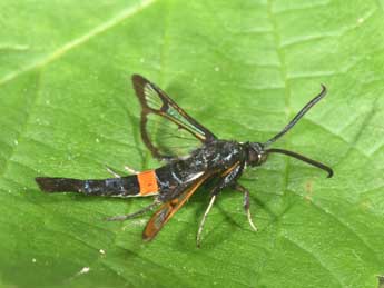 Synanthedon myopaeformis Bkh. adulte - �Philippe Mothiron