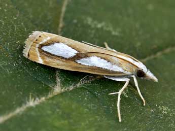 Catoptria mytilella Hb. adulte - �Lionel Taurand