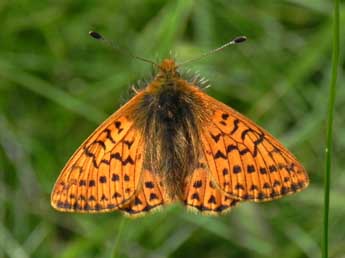 Boloria napaea Hoffmsg adulte - �Philippe Mothiron