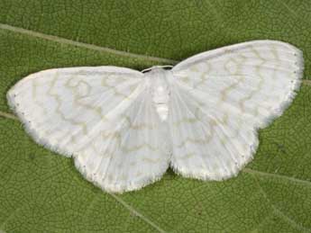 Scopula nemoraria Hb. adulte - �Wolfgang Wagner, www.pyrgus.de