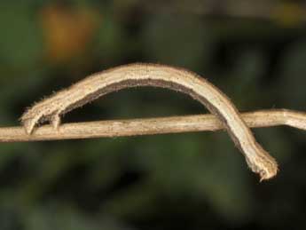  Chenille de Scopula nemoraria Hb. - �Wolfgang Wagner, www.pyrgus.de