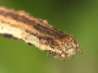  Chenille de Scopula nemoraria Hb. - �Wolfgang Wagner, www.pyrgus.de