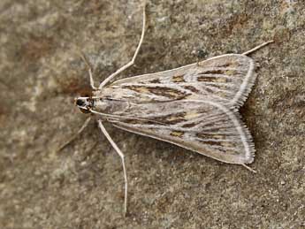 Arnia nervosalis Gn. adulte - �Lionel Taurand