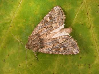 Luperina nickerlii Frr adulte - �Philippe Mothiron