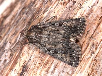 Dichagyris nigrescens H�fner adulte - �Philippe Mothiron