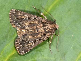 Dichagyris nigrescens H�fner adulte - �Philippe Mothiron