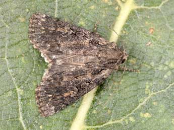 Dichagyris nigrescens H�fner adulte - �Philippe Mothiron