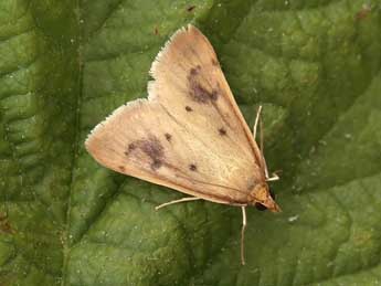 Achyra nudalis Hb. adulte - �Lionel Taurand