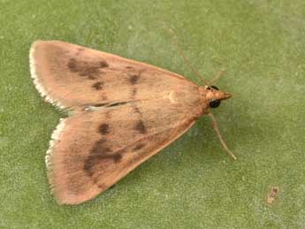 Achyra nudalis Hb. adulte - �Philippe Mothiron