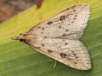 Udea numeralis Hb. adulte - �Lionel Taurand