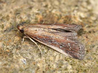 Uncinus obductellus Z. adulte - �Lionel Taurand