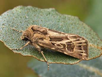 Agrotis obesa Bsdv. adulte - �Lionel Taurand