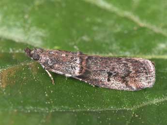 Acrobasis obliqua Z. adulte - �Philippe Mothiron